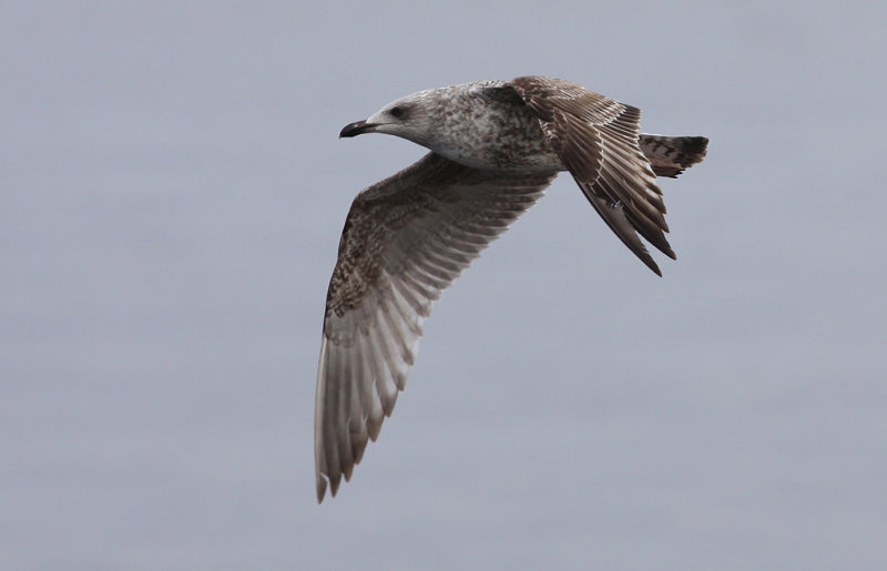 Gråtrut - Herring Gull (Larus argentatus)