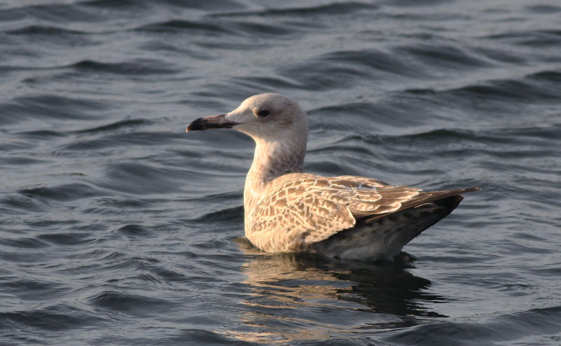 Kaspisk trut - Caspian Gull (Larus cachinnans)