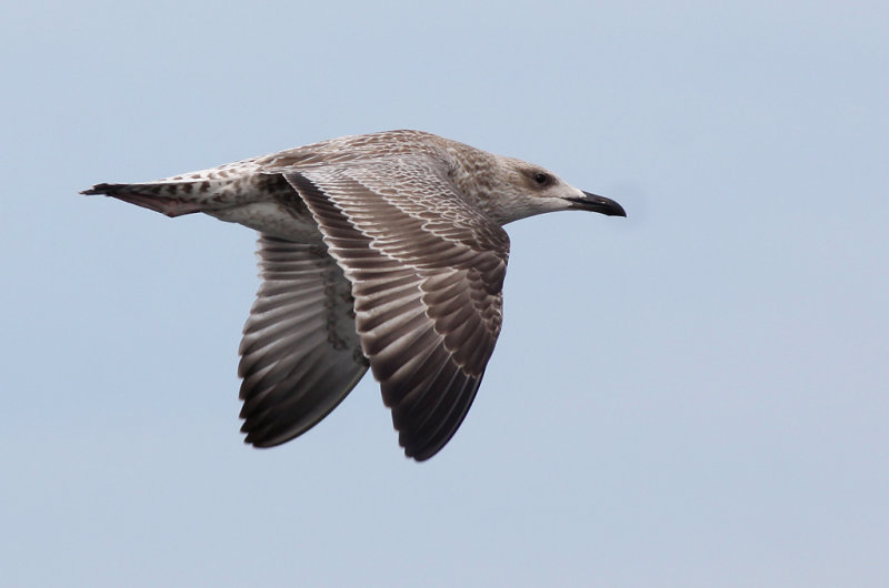 Kaspisk trut - Caspian Gull (Larus cachinnans)