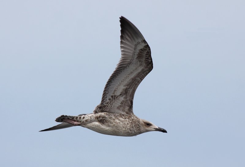 Kaspisk trut - Caspian Gull (Larus cachinnans)