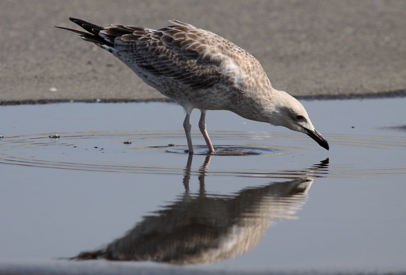 Kaspisk trut - Caspian Gull (Larus cachinnans)