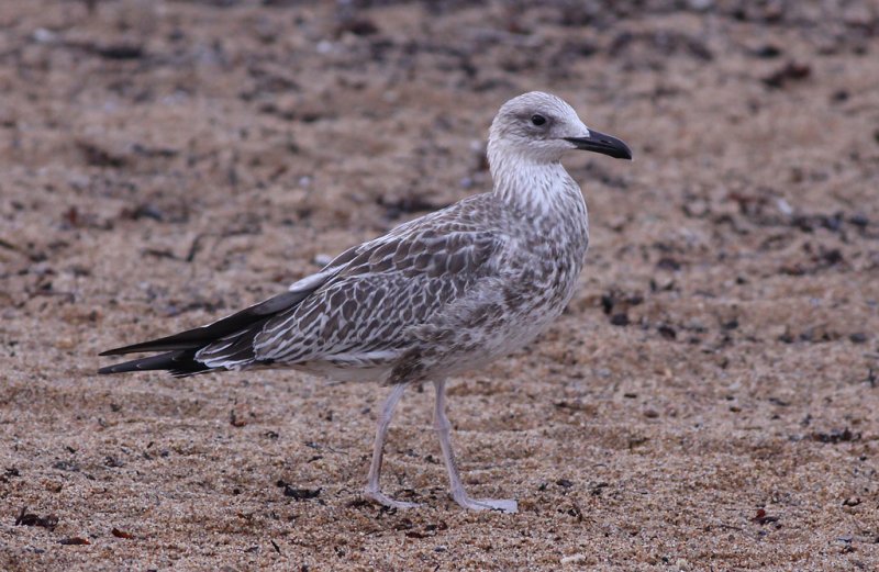 Kaspisk trut - Caspian Gull (Larus cachinnans)