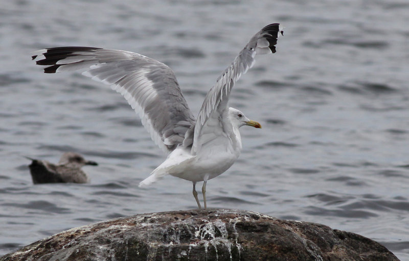 Kaspisk trut - Caspian Gull (Larus cachinnans)