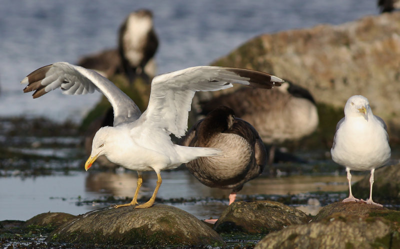 Medelhavstrut - Yellow-legged Gull (Larus michahellis)