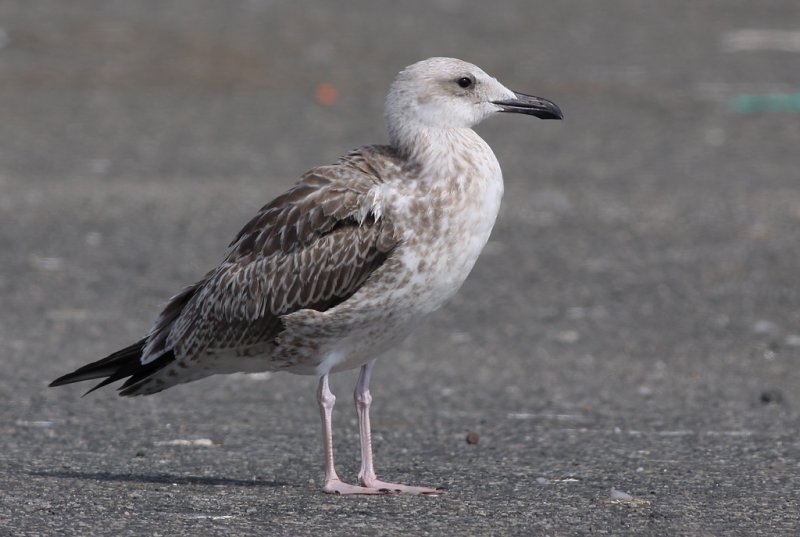 Kaspisk trut - Caspian Gull (Larus cachinnans)