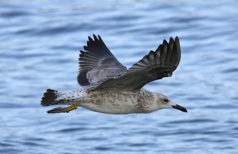 Kaspisk trut - Caspian Gull (Larus cachinnans)
