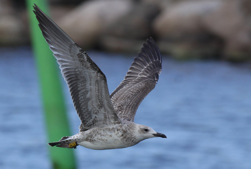Kaspisk trut - Caspian Gull (Larus cachinnans)