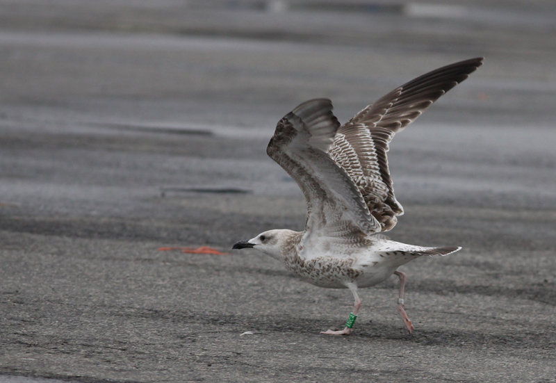 Kaspisk trut - Caspian Gull (Larus cachinnans)