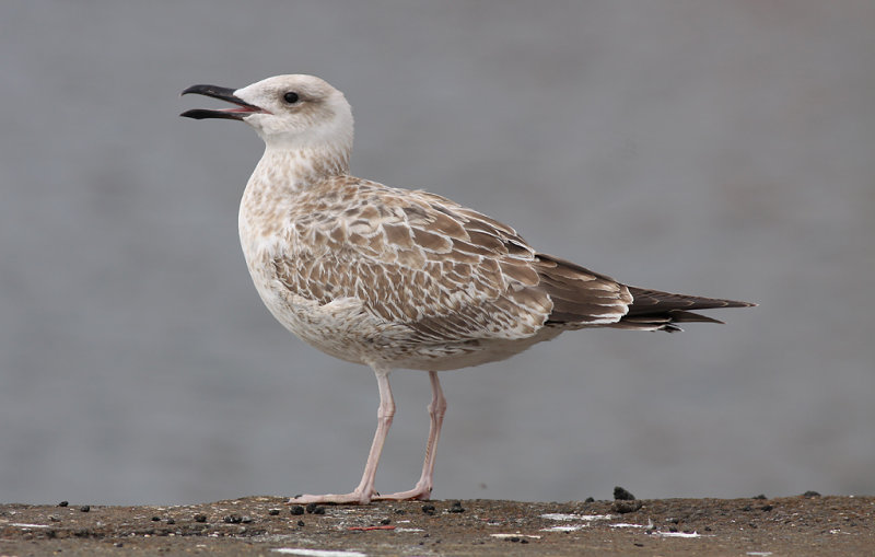 Kaspisk trut - Caspian Gull (Larus cachinnans)