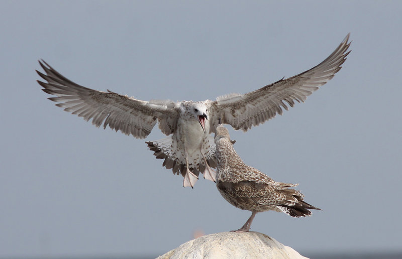 Kaspisk trut - Caspian Gull (Larus cachinnans)