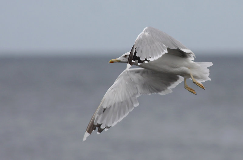 Kaspisk trut - Caspian Gull (Larus cachinnans)
