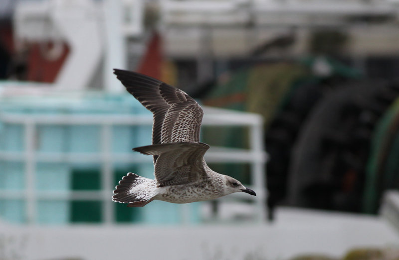 Lesser Black-backed Gull  (Larus fuscus)