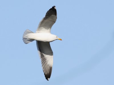 Silltrut - Lesser Black-backed Gull (Larus fuscus intermedius)