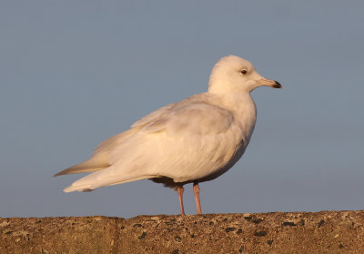 Vitvingad trut - Iceland Gull  (Larus glaucoides)