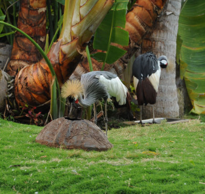 Grey Crowned Crane