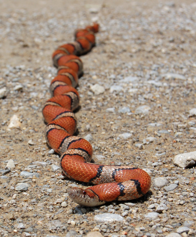 Red Milk Snake