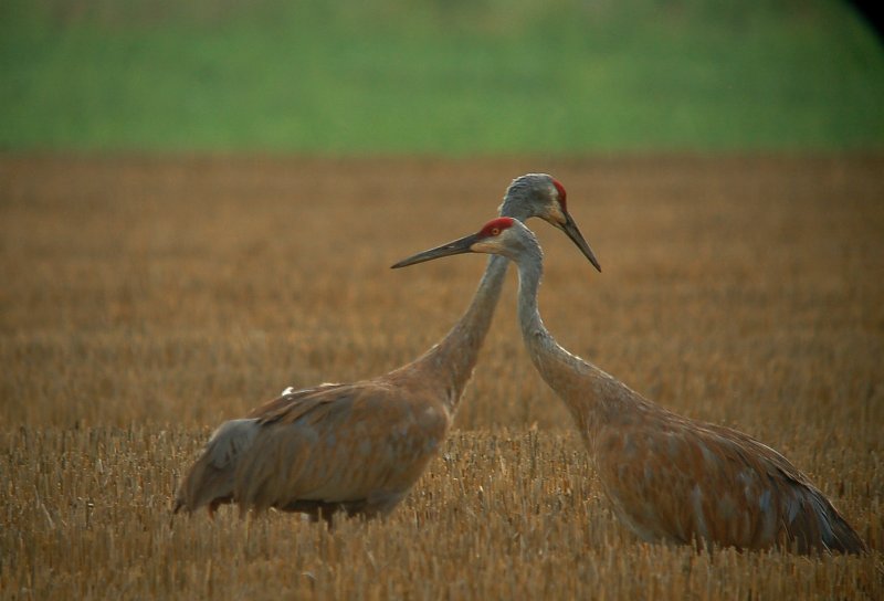 Sandhill Crane(s)