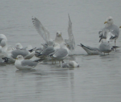 Thayer's Gull