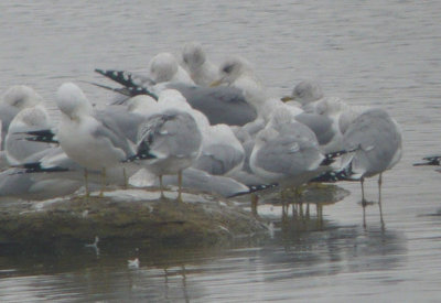 Thayer's Gull