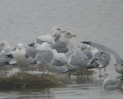 Thayers Gull