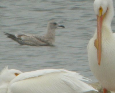 Thayer's Gull