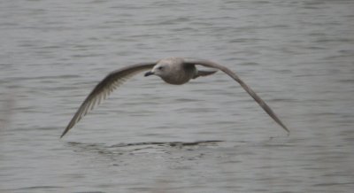 Thayer's Gull