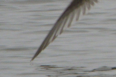 Smithville Lake - Thayer's Gull(s)