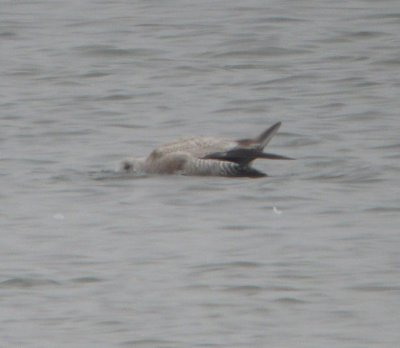 Thayer's Gull