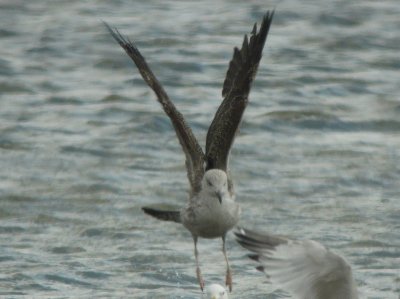 Smithville Lake - Lesser Black-backed Gull(s)