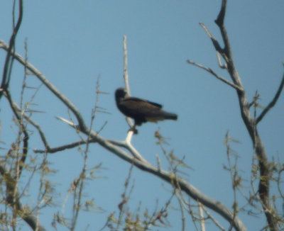 (Dark Morph)  Swainson's Hawk