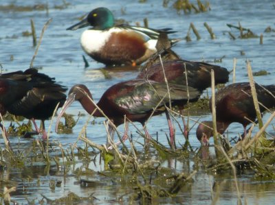 Glossy Ibis