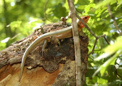 Broad-headed Skink