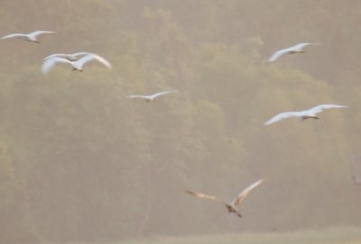 Reddish Egret