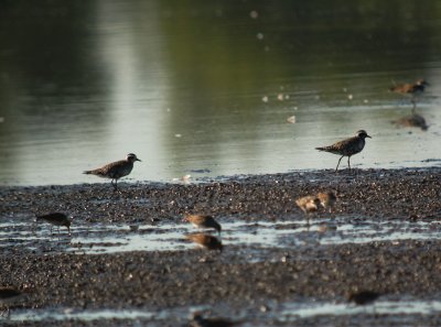 American Golden-Plover