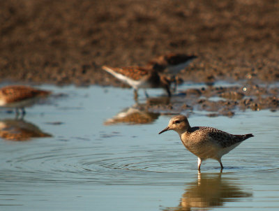 Buff-breasted Sandpiper