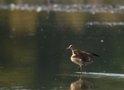 Marbled Godwits