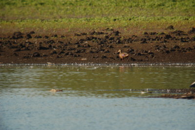 Mallard (comparison)
