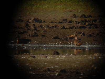 Mottled Duck with Mallard