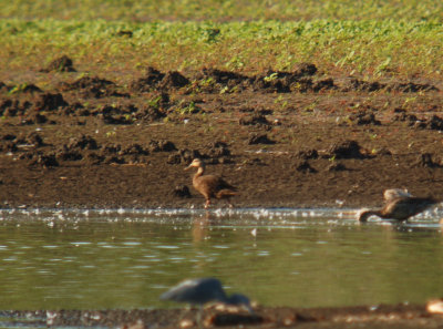 Mottled Duck