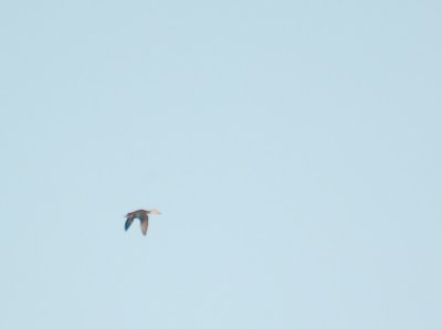 Mottled Duck