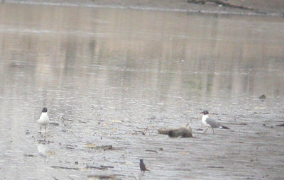 Laughing Gull(s)