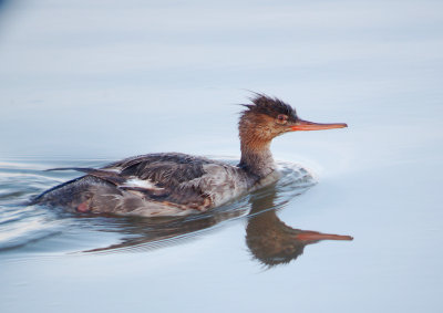 missouri_red-breasted_mergansers