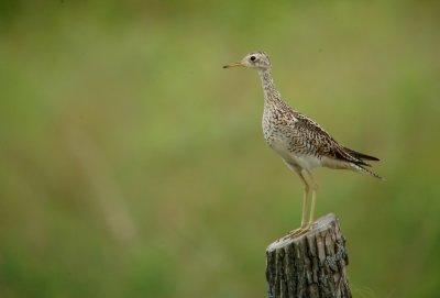 Upland Sandpiper