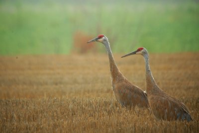 Missouri Sandhill Cranes