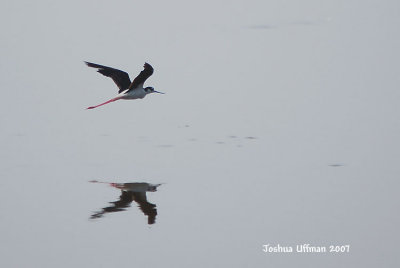 Black-necked Stilt