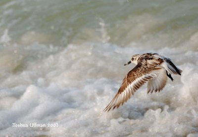 Sanderling