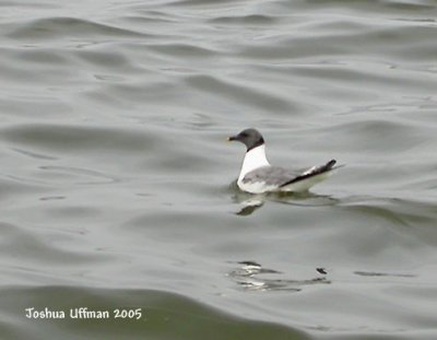 Sabine's Gull