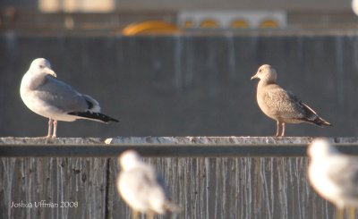 Thayer's Gulls