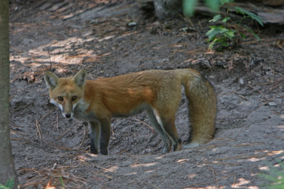 red fox.jpg