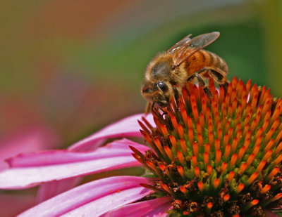 cornflower bee.jpg